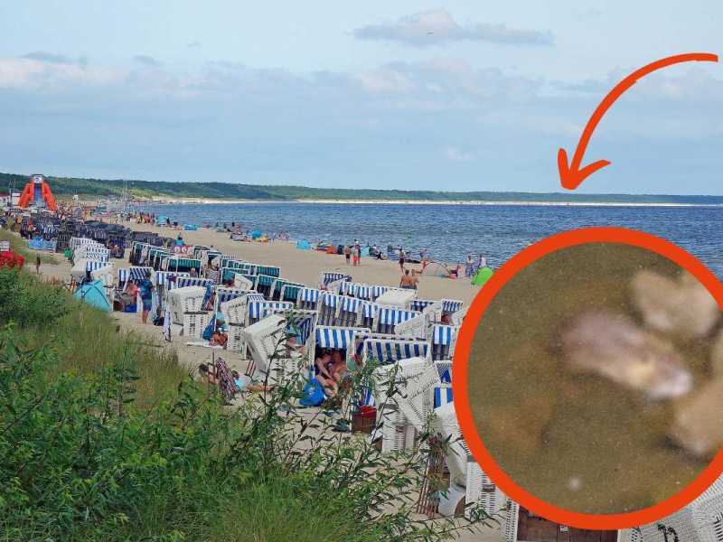 Ostsee und Nordsee: Sie bissen schon Hunde tot – Experten wollen Plage mit Waffengewalt beenden