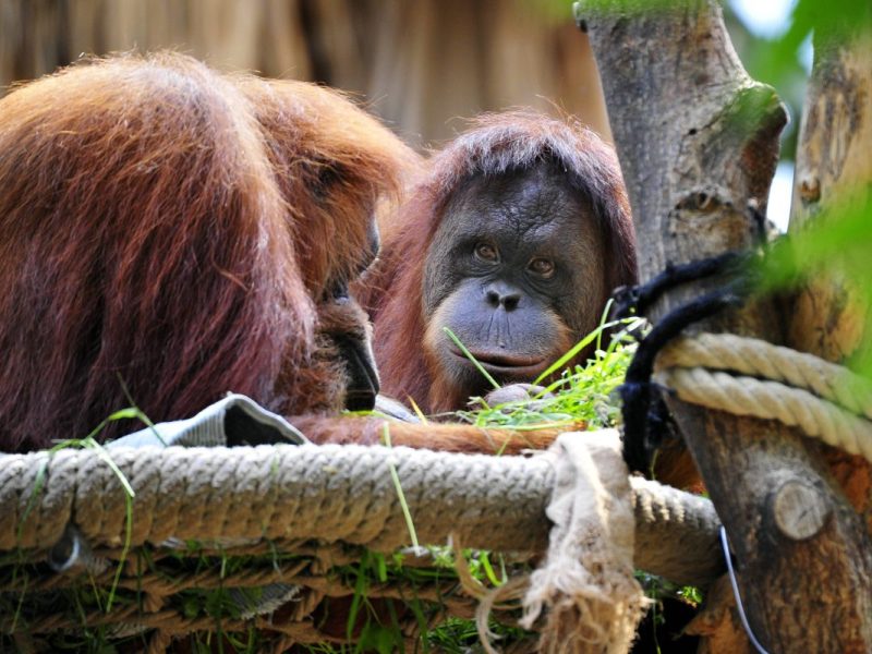Tierpark Hagenbeck