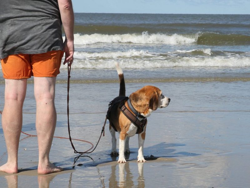 Ein Verbot an der Nordsee wird kontrovers diskutiert.