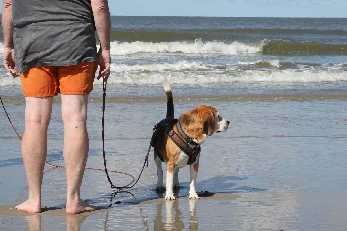 Ein Verbot an der Nordsee wird kontrovers diskutiert.