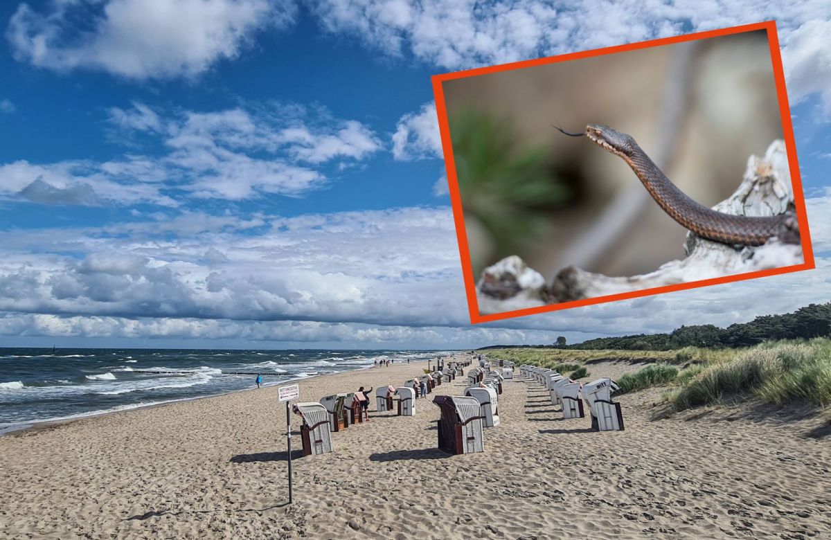 Kreuzotter am Ostsee-Strand sorgt für Aufregung.