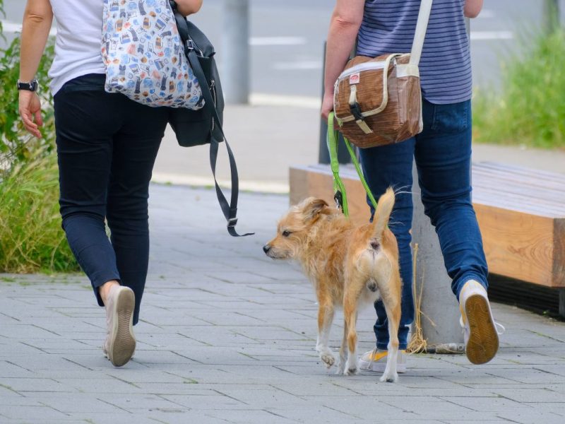 Ein Hundebesitzer und sein Tier beim Gassigehen, Symbolbild.