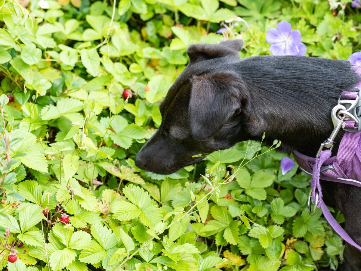 Ein Hund schnüffelt am Gebüsch, Symbolbild