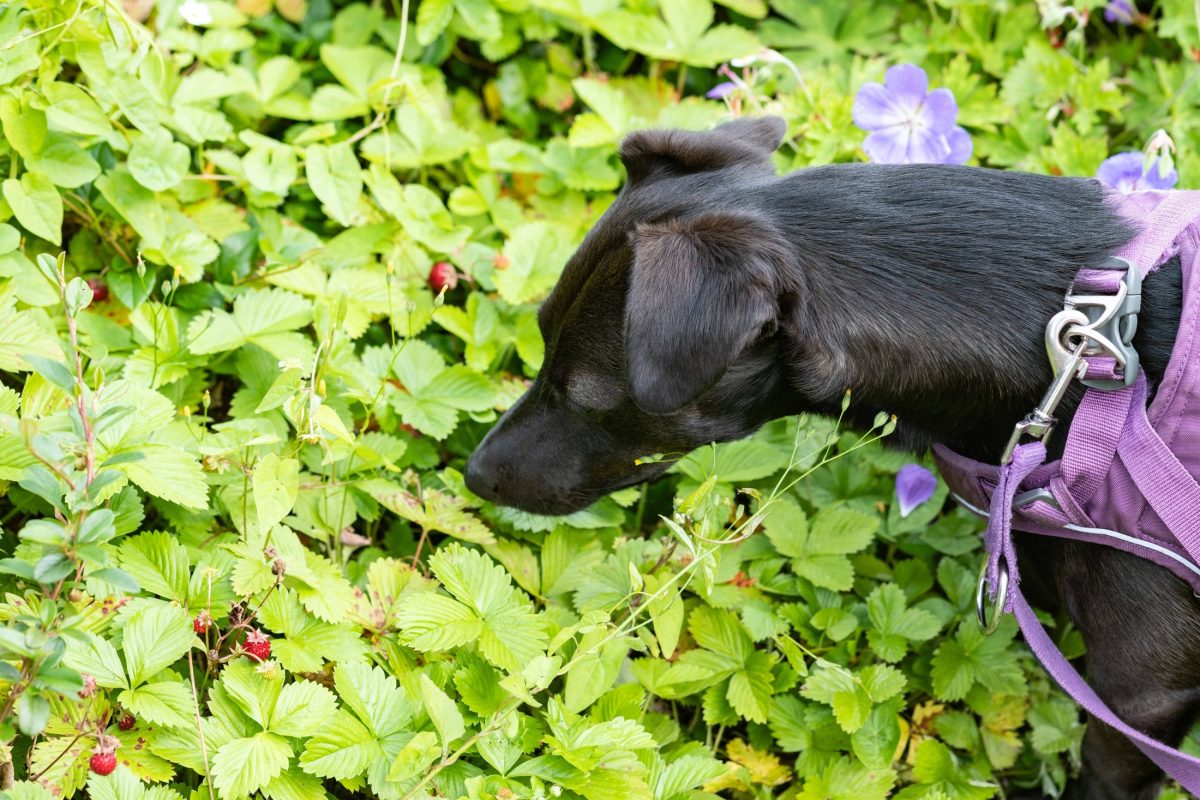 Ein Hund schnüffelt am Gebüsch, Symbolbild