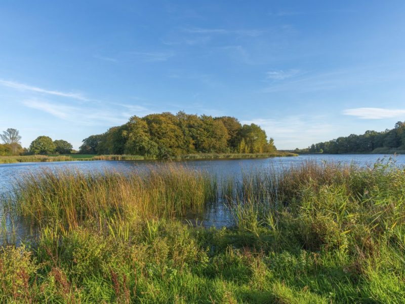 Ein Wald in Schleswig-Holstein.