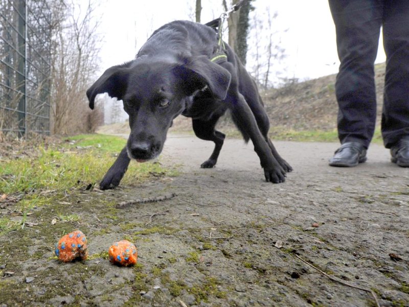 Ein Hund findet einen Giftköder, Symbolbild