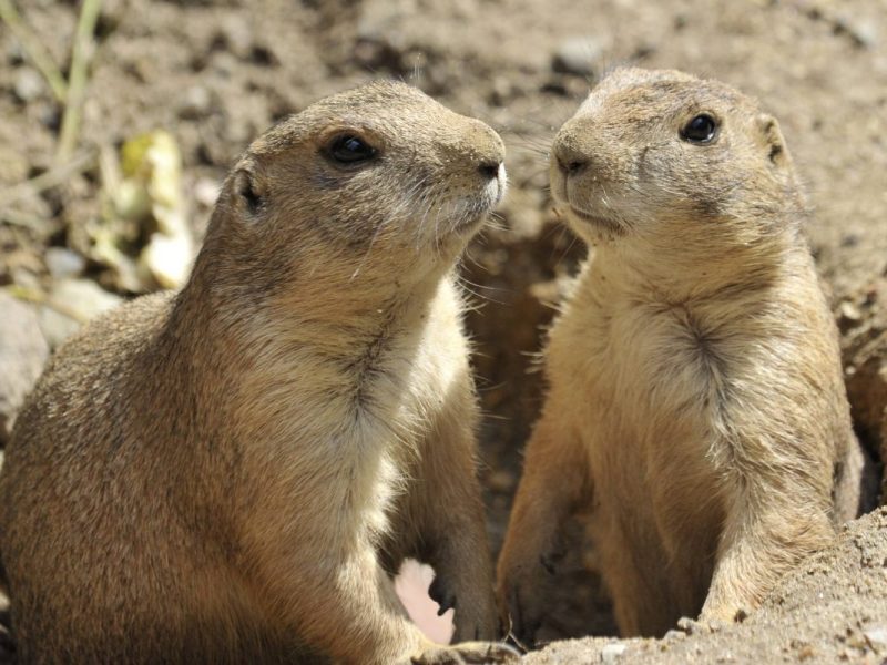 Präriehunde im Tierpark Neumünster.