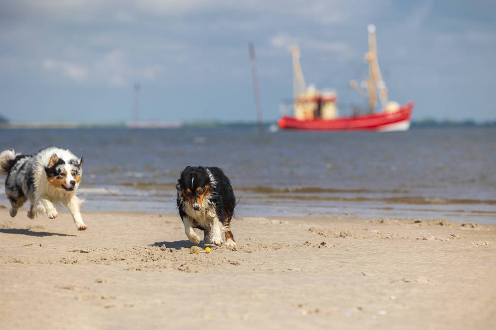 Strand mit Hunden und Schiff auf dem Meer