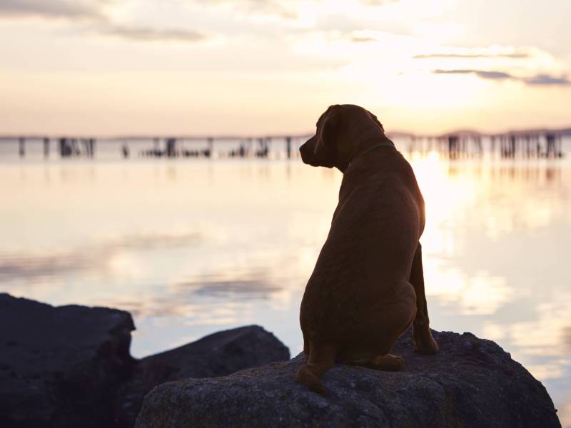 Hund auf Felsen mit Blick aufs Meer