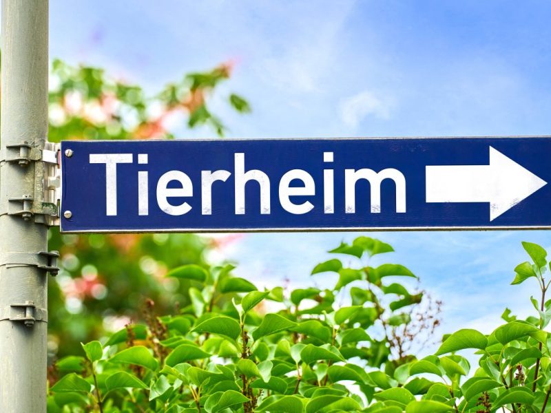 Schock in einem Tierheim im Norden (Symbolbild).