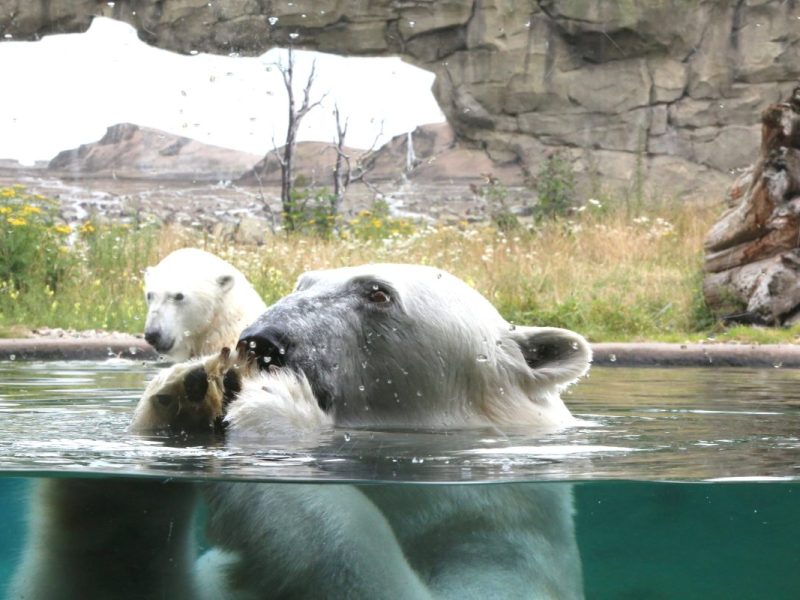 Die Eisbären im Zoo in Rostock.