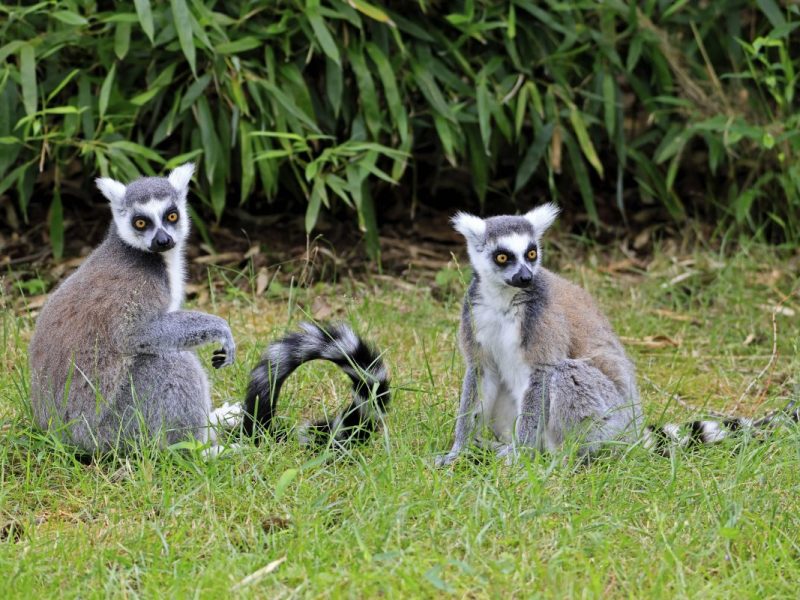 Schock bei den Kattas in einem Zoo im Norden (Symbolbild).