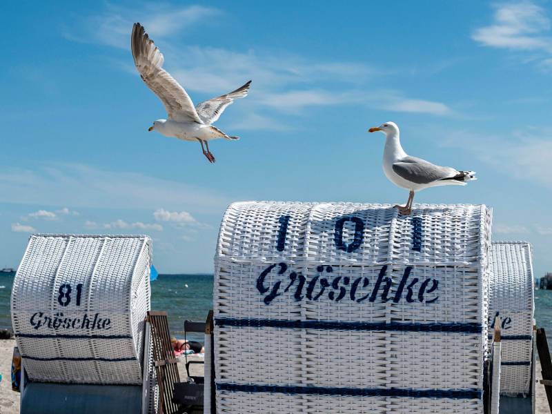 Strandkörbe mit Möwen
