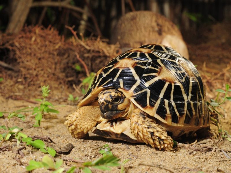 Eine Sternschildkröte (Symbolbild)