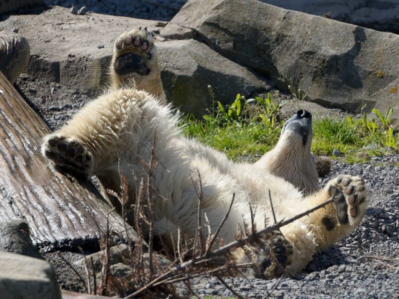 Ein Eisbär im Zoo am Meer Bremerhaven (Zoo im Norden)