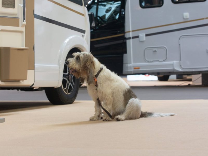Ein Hund auf dem Camping-Platz, Symbolbild