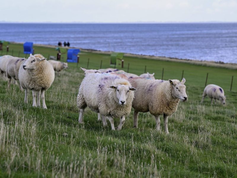 Schafe an der Nordsee.