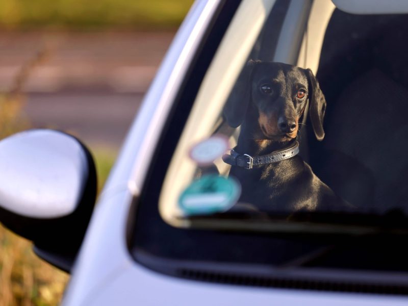 Ein Hund im Auto (Symbolbild).