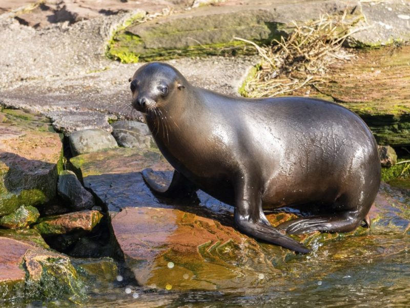 Ein Seelöwe im Zoo am Meer Bremerhaven (Symbolbild).