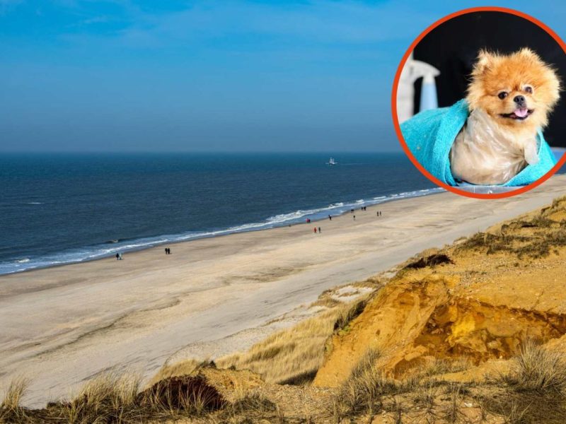 Ein Luxus-Angebot für Hunde sorgt auf Sylt für Aufsehen.