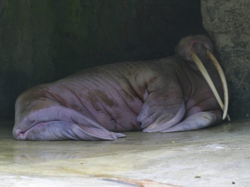 Walross-Dame Antje aus dem Tierpark Hagenbeck (Archivbild)