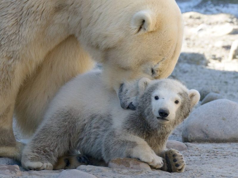 Der Zoo am Meer in Bremerhaven.