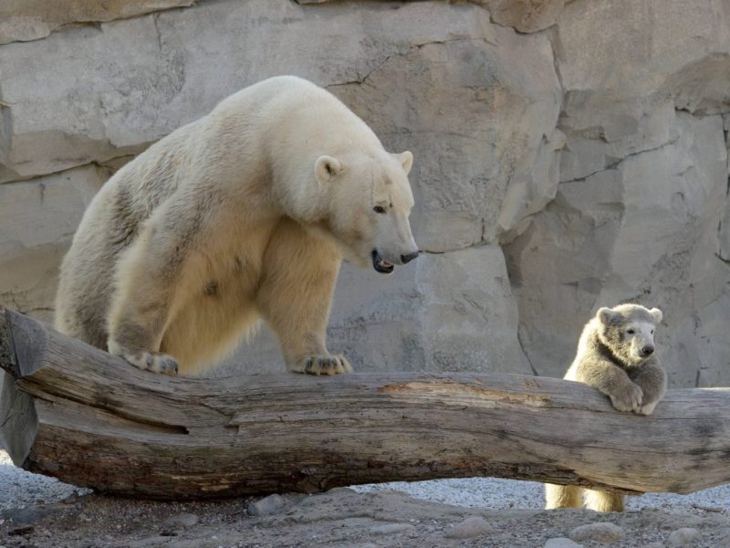 Der Zoo am Meer in Bremerhaven.