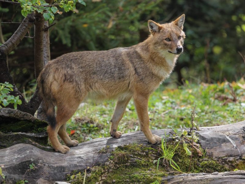 Die Jagd auf den Goldschakal auf Sylt wird vorerst gestoppt. (Symbolbild)