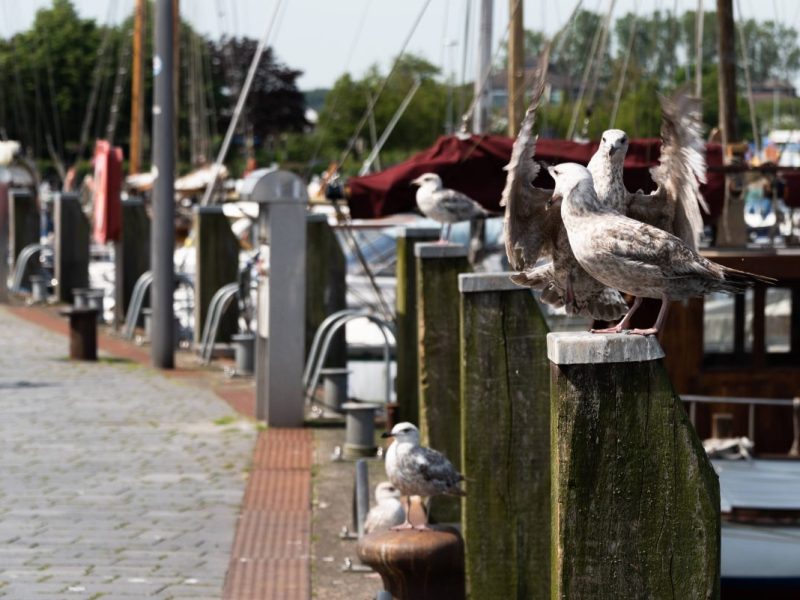 Möwen in einem Hafen an der Ostsee (Symbolbild)