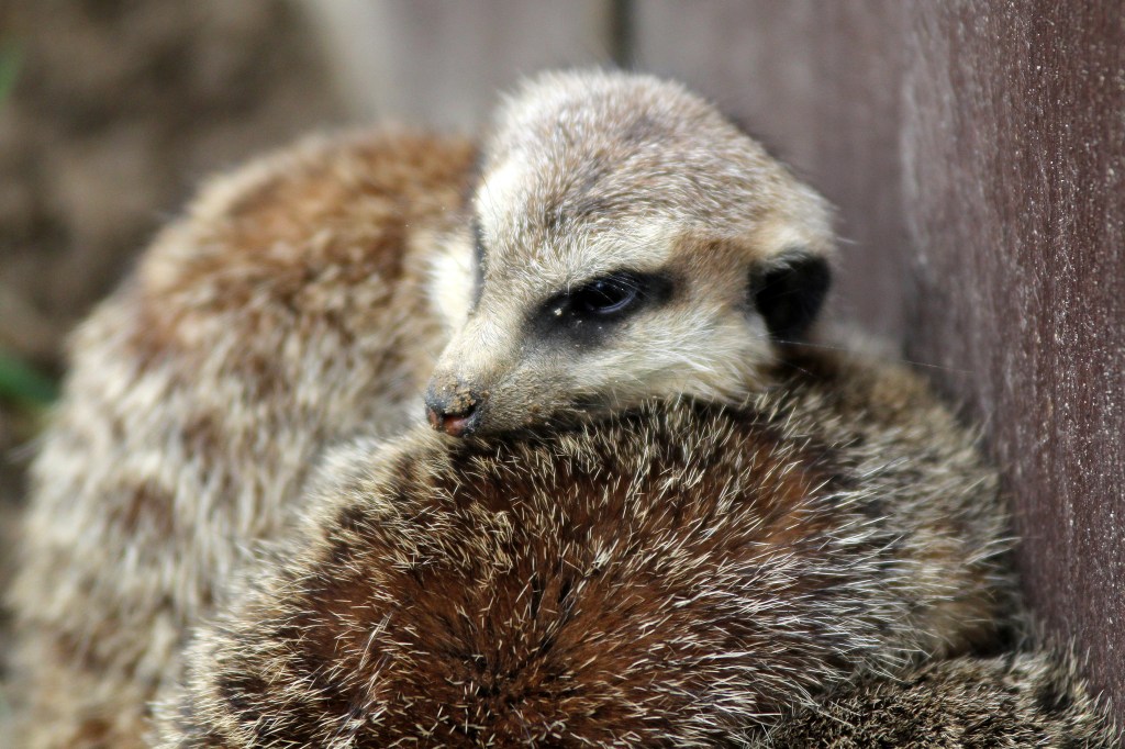 Erdmännchen